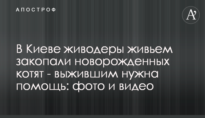 В Киеве живодеры живьем закопали новорожденных котят - выжившим нужна помощь: фото и видео