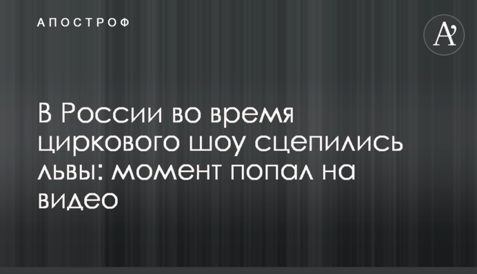 В России во время циркового шоу сцепились львы: момент попал на видео