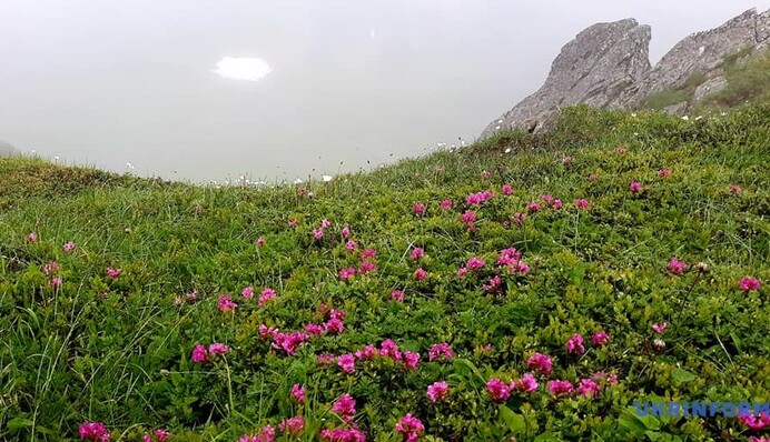 Українські Карпати досягли піку цвітіння червоної рути: яскраві фото
