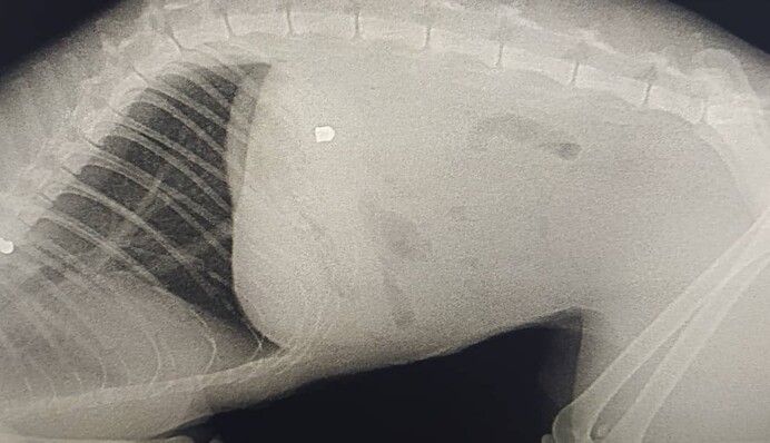 На популярному українському курорті завівся живодер: фото