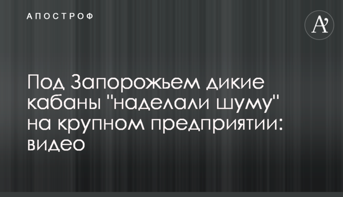 Під Запоріжжям дикі кабани 