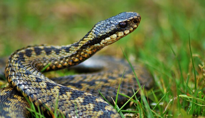 На Прикарпатье активизировались змеи: где они могут напасть и что делать в случае укуса