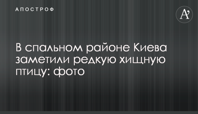 У спальному районі Києва помітили рідкісного хижого птаха: фото