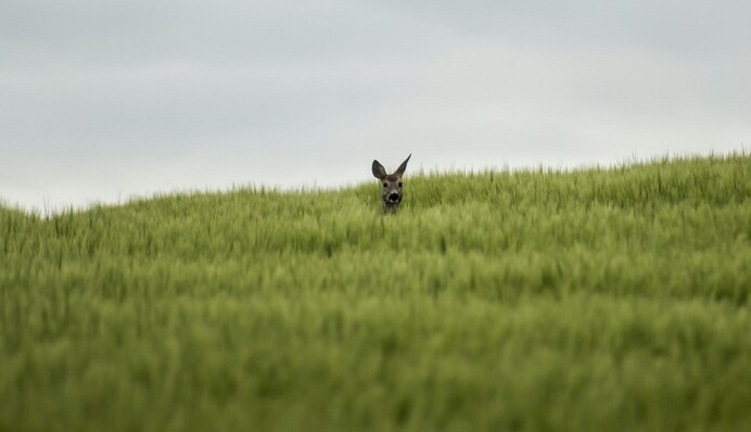П'ять знаків Зодіаку не лізуть на рожен: тримаються осторонь конфлікту
