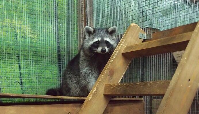 Контакные зоопарки: развлечение или опасность для животных и людей