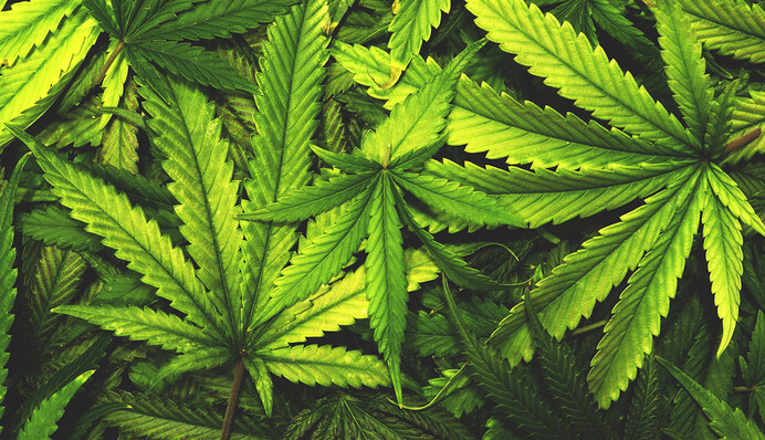 Легалізація медичного канабісу: що вирішила Верховна Рада