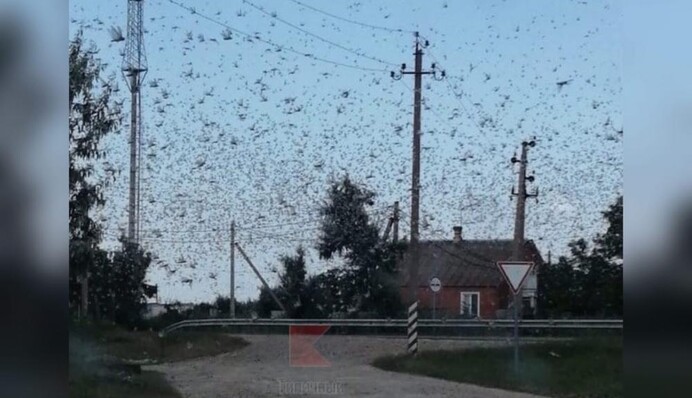 У границ Украины появились полчища саранчи: как борются с насекомыми