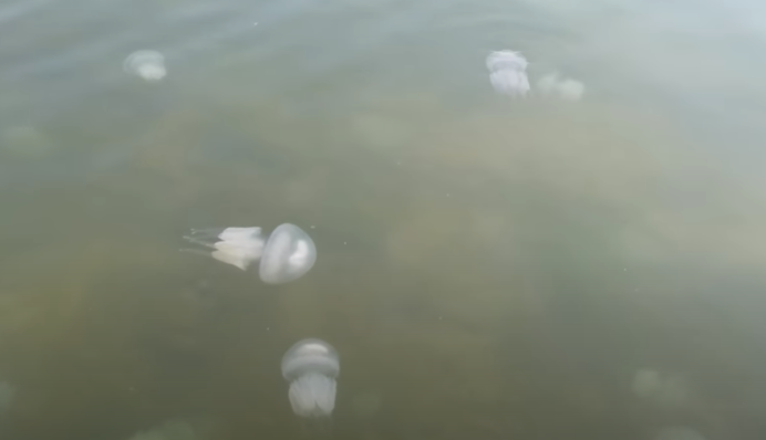 Епічне повернення медуз: на популярному українському курорті туристи не можуть зайти в море, відео