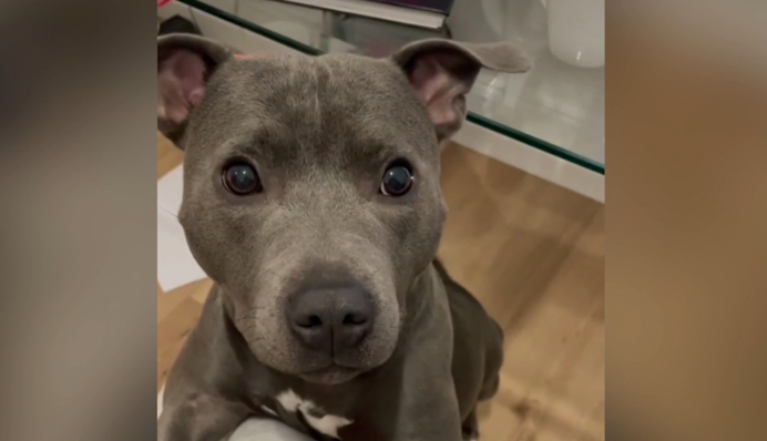 Назвали красунею: реакція собаки на слова господині підкорила соцмережі