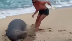 Хотіла стати зіркою TikTok: в США дівчина потурбувала рідкісну тварину і зганьбилася, відео