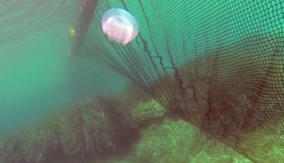 Назойливые медузы больше не страшны: на курортах Азовского моря придумали новый способ борьбы