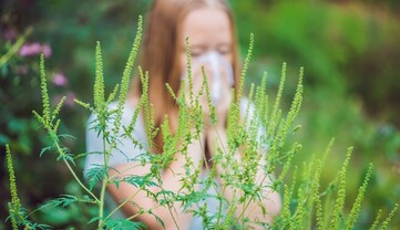 Аллергия на амброзию: какие симптомы, когда начинается цветение