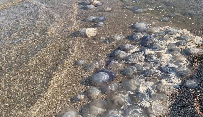 Недоброе утро: туристы показали катастрофическую ситуацию с медузами в Кирилловке, видео