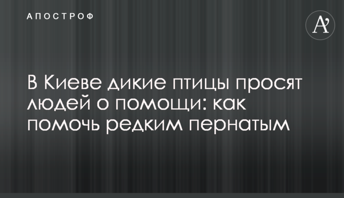 В Киеве дикие птицы просят людей о помощи: как помочь редким пернатым