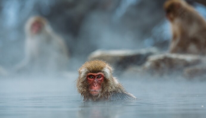 Человечеству грозит новый смертельный вирус из Китая: как он передается