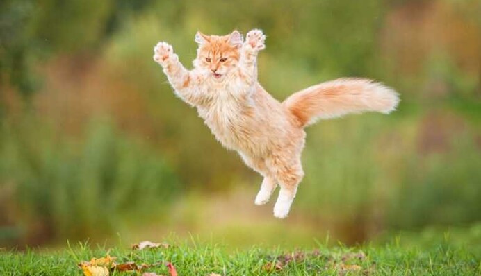 В Киеве кот чуть не погиб, убегая от грозы: видео спасения животного