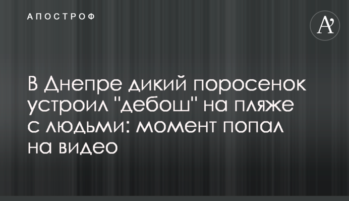 У Дніпрі дике порося влаштувало 