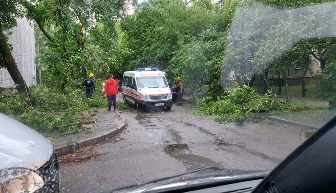 Як отримати компенсацію за розбите деревом авто: важливі поради