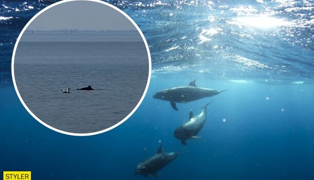 В Бердянске дельфины помешали мужчине ловить рыбу: момент попал на видео