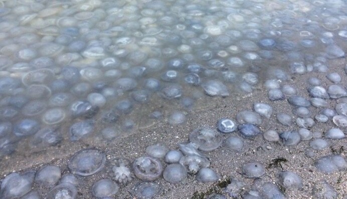 Не портите себе отдых: украинцев припугнули 