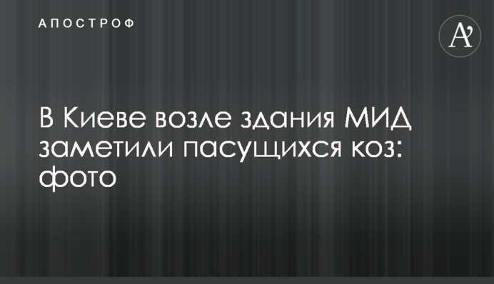 В Киеве возле здания МИД заметили пасущихся коз: фото