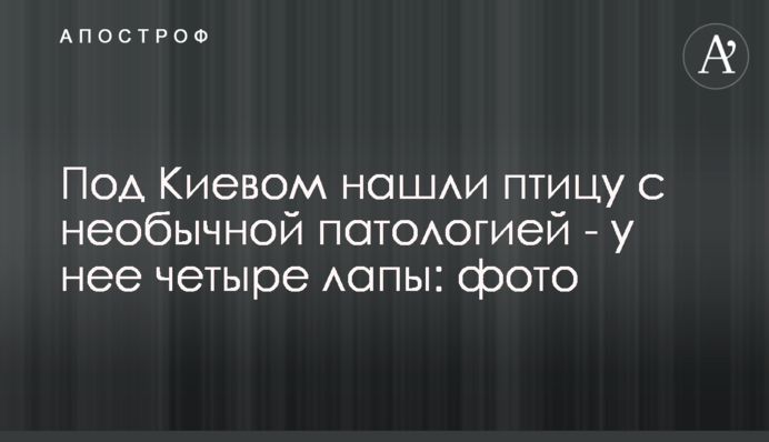 Під Києвом знайшли птаха з незвичайною патологією - у неї чотири лапи: фото