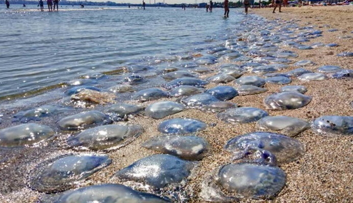 Нашестя медуз в Азовському морі: експерт назвала причини появи непроханих 