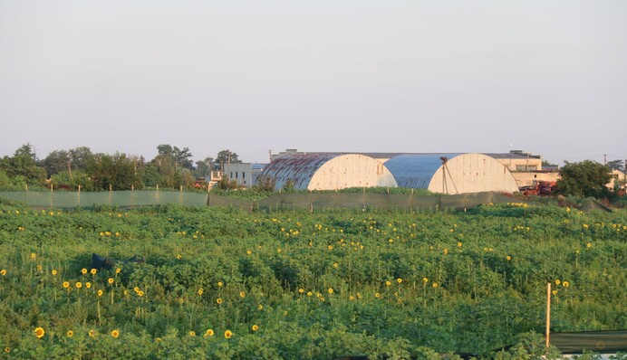 В Украине нашли рекордную плантацию конопли - ее оценили в сотни миллионов: фото