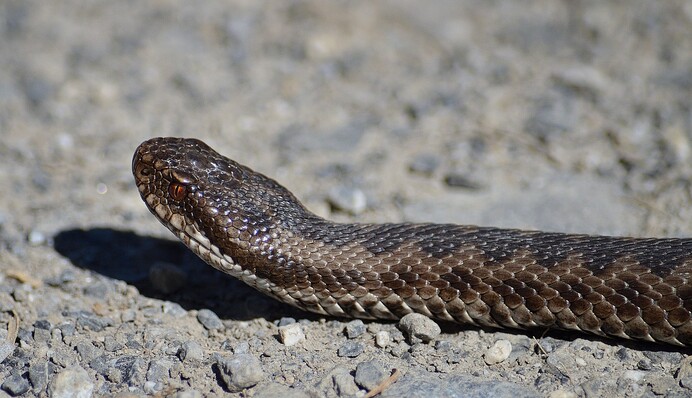 Под Львовом двое детей попали в реанимацию после встречи со змеями
