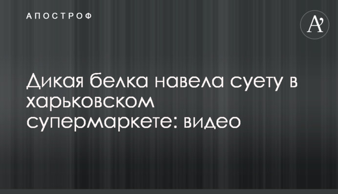 Дикая белка навела суету в харьковском супермаркете: видео