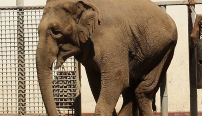В Харькове умерла маленькая слониха - у нее была наследственная болезнь: видео