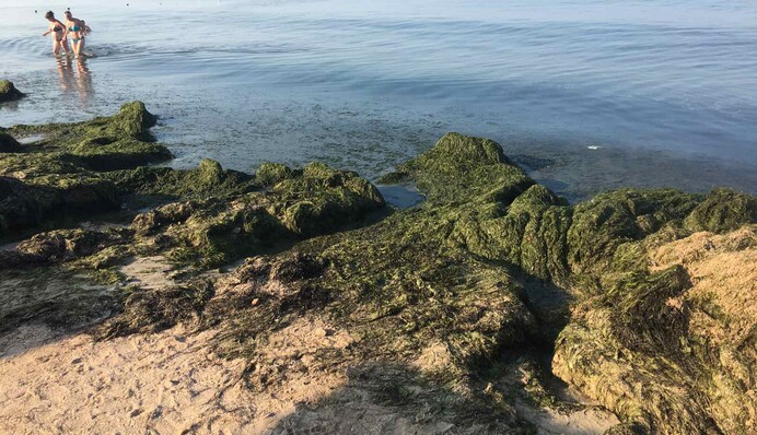 На туристов в Бердянске после медуз обрушилась новая напасть: фото пляжей