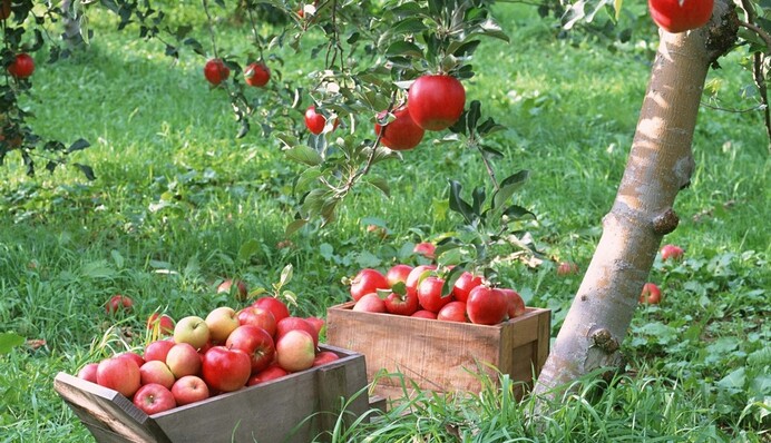 Посівний календар на серпень 2021 року: коли і що садити