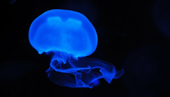 Нашестя медуз на Азові: чи зникнуть вони до кінця сезону і що буде в найближчі роки