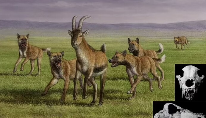 Ученые нашли останки пса, которым 1,8 млн лет - изменяют представление о древней истории: фото