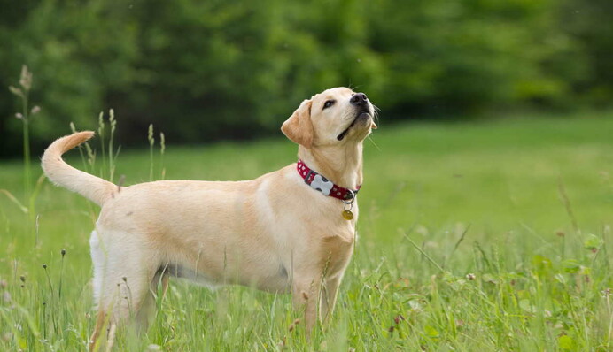 Їм комфортно поряд з господарем: названі топ-10 порід собак