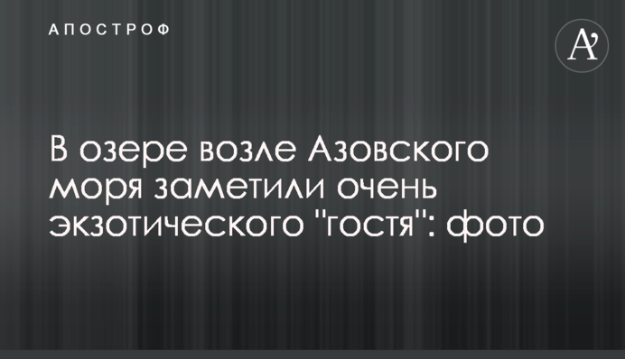 В озері біля Азовського моря помітили дуже екзотичного 