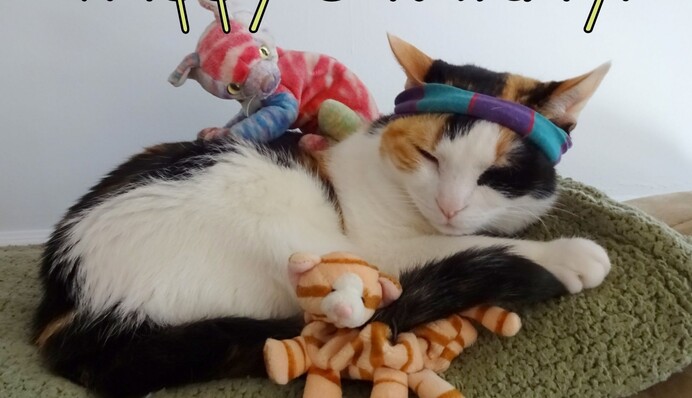 День котів 2021: прикольні листівки і привітання зі святом у віршах