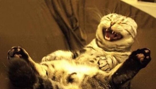 20 самых смешных и трогательных фото котов, которые заставят вас улыбнуться