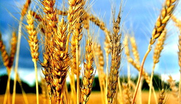 На Україну насуваються дощі з бурями: до кінця серпня буде 4 хвилі