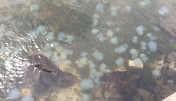 На украинских курортах нашествие медуз после дождя: в сети показали видео