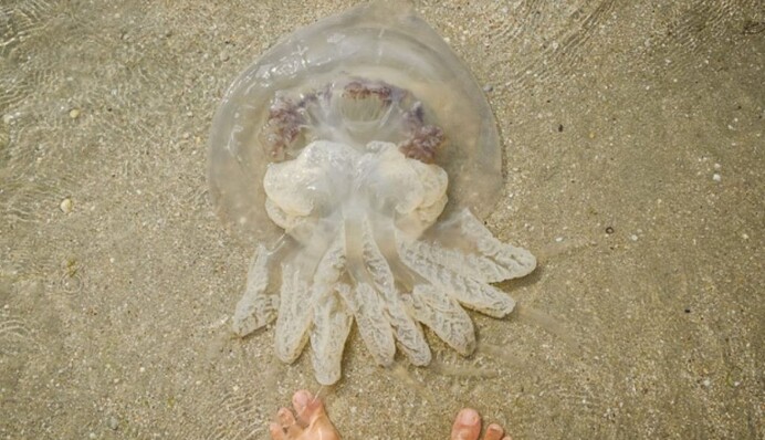 У Кирилівці медуз з пляжів вивозять причепами: відео