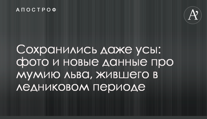 Збереглися навіть вуса: фото і нові дані про мумію лева, що жив в льодовиковий період