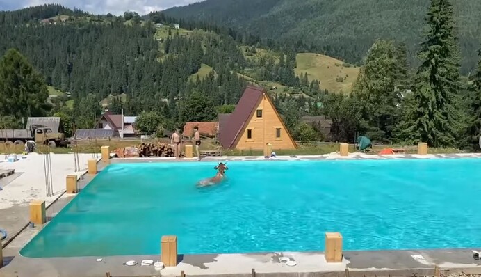 Зовні корова, а в душі дельфін: в Карпатах рогата тварина відлякала відпочиваючих в басейні, відео