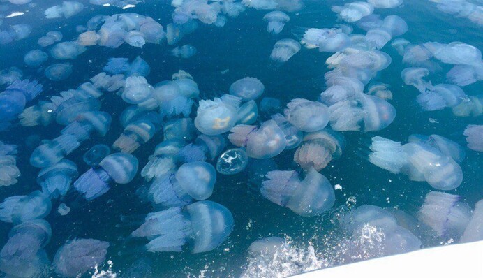 Медуз мало, але на це є привід: головні 