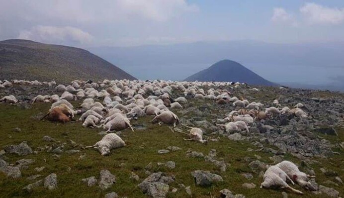 У Грузії від удару блискавки загинули сотні овець: відео
