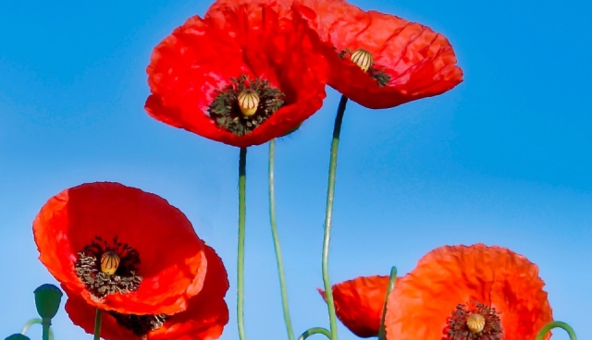 Медовий Спас 2021: найкращі поздоровлення і яскраві листівки