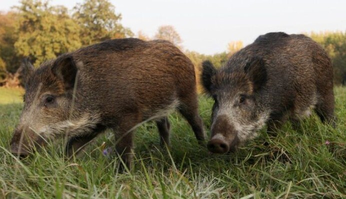 Страшно виходити з дому: дикі кабани 