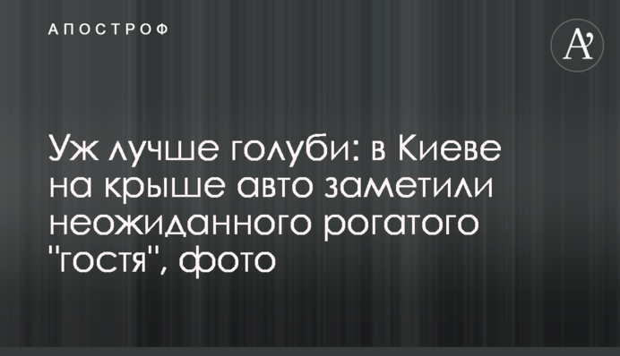 Уж лучше голуби: в Киеве на крыше авто заметили неожиданного рогатого 