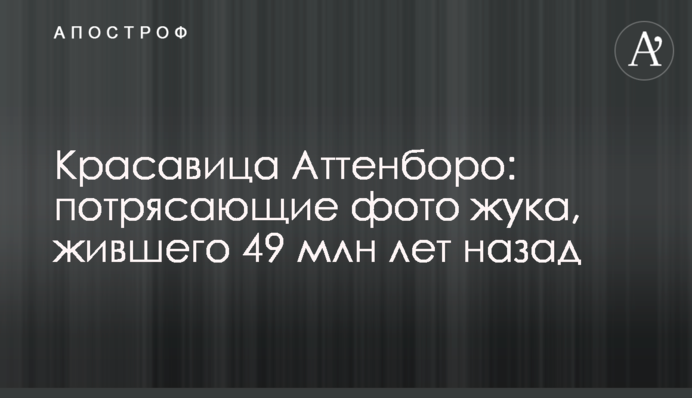 Красавица Аттенборо: потрясающие фото жука, жившего 49 млн лет назад